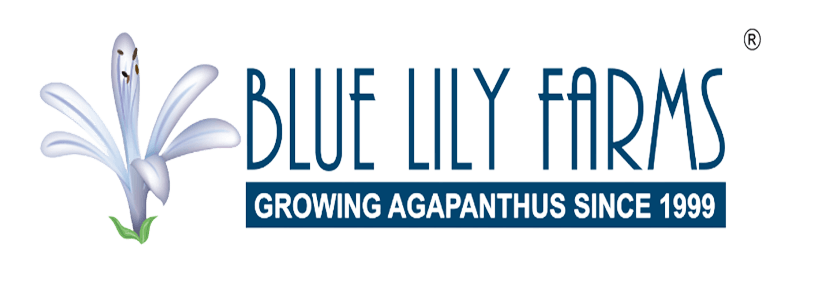 Blue Lily Farms logo